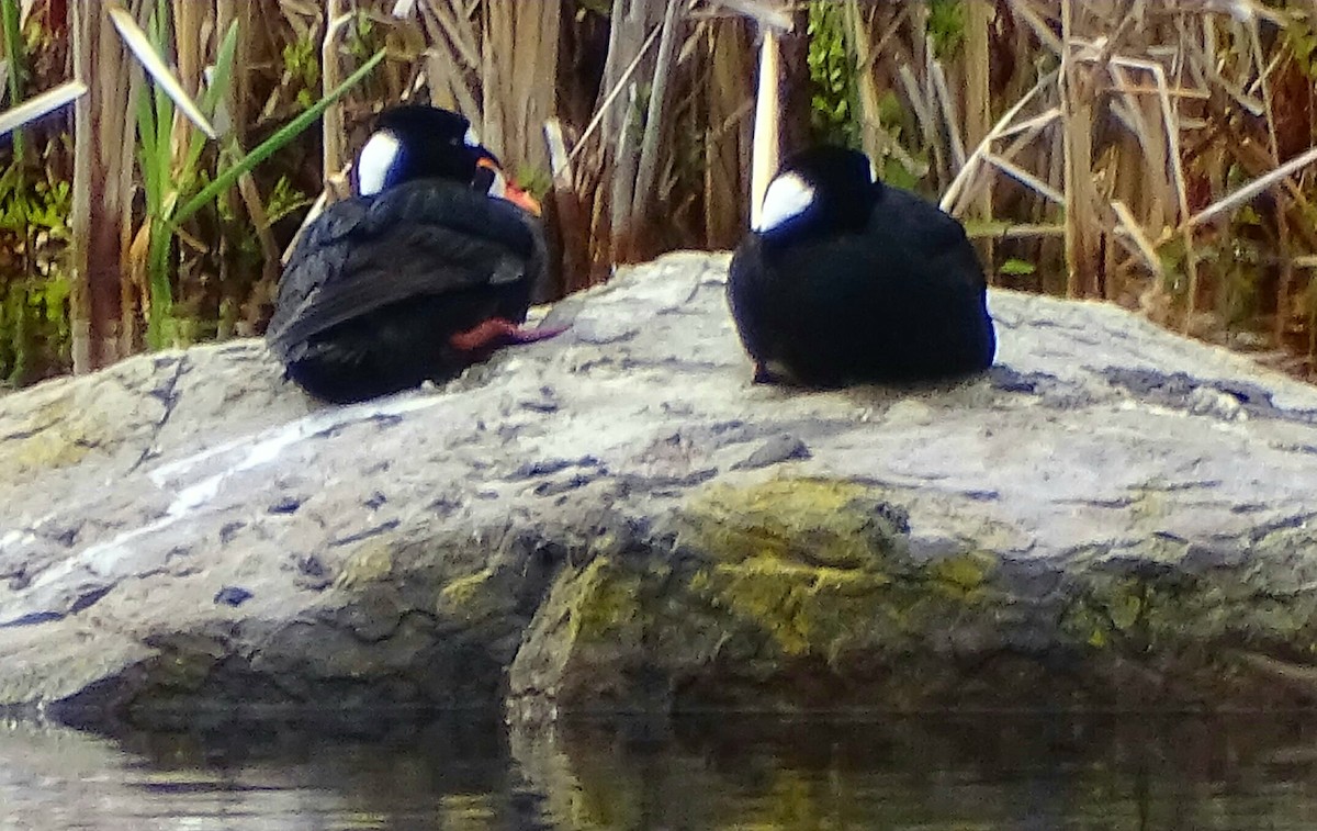 Surf Scoter - ML455024261