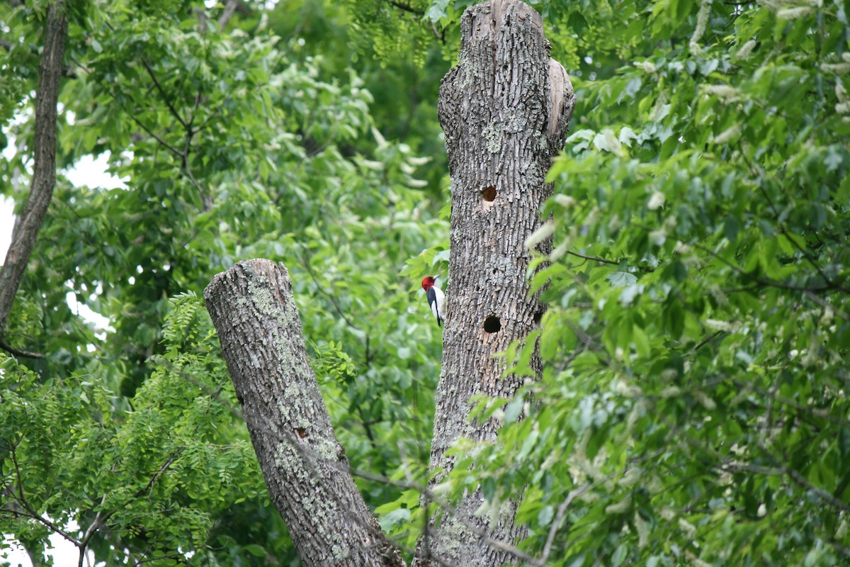 Red-headed Woodpecker - ML455024811