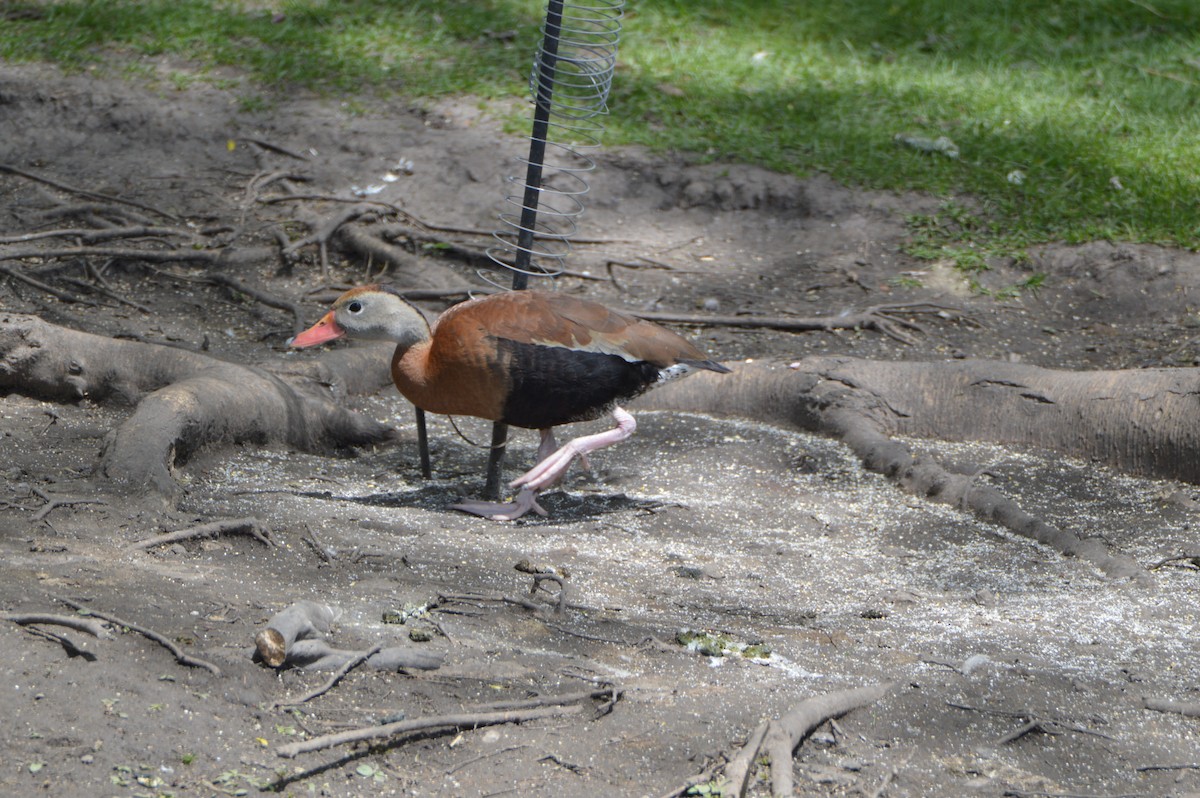 Black-bellied Whistling-Duck - Jeannie van Vianen