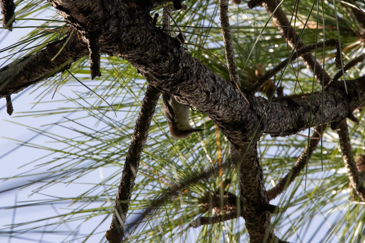 Brown-headed Nuthatch - ML455025651