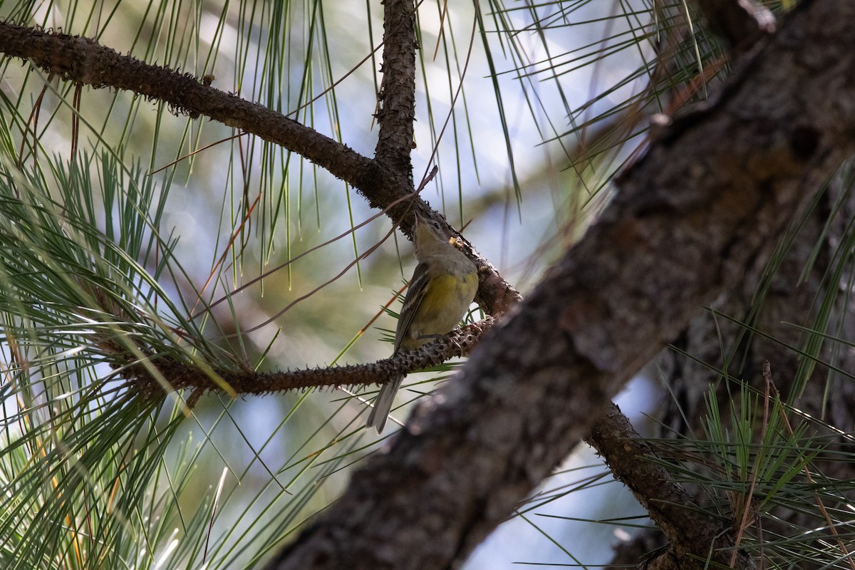 Pine Warbler - ML455026071
