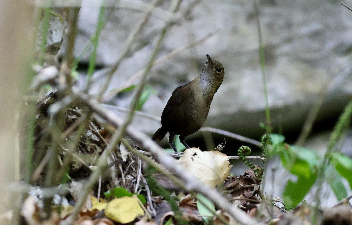 Nava's Wren - ML455026311