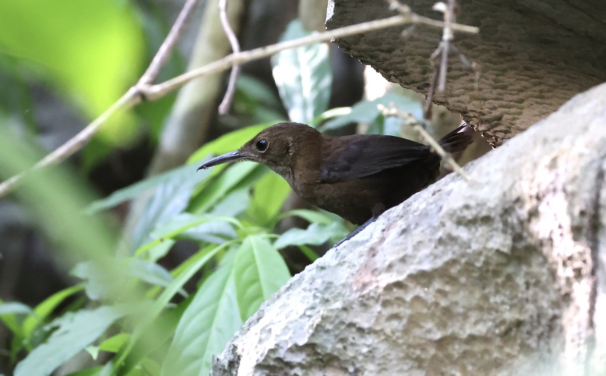 Nava's Wren - ML455026401