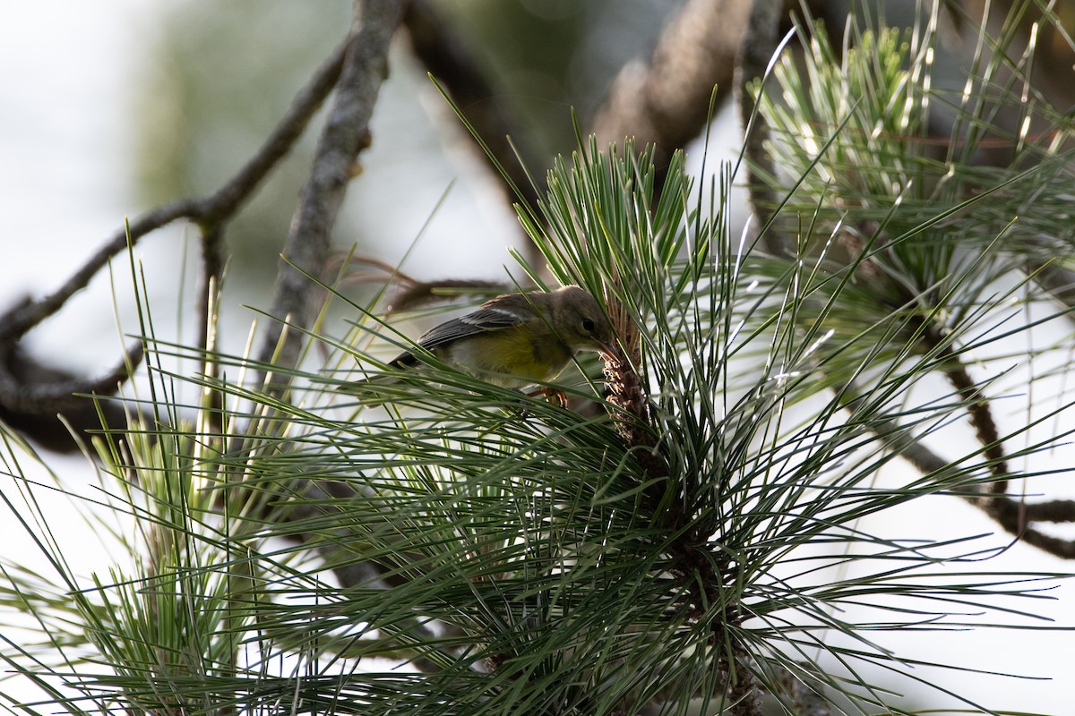 Pine Warbler - ML455026581