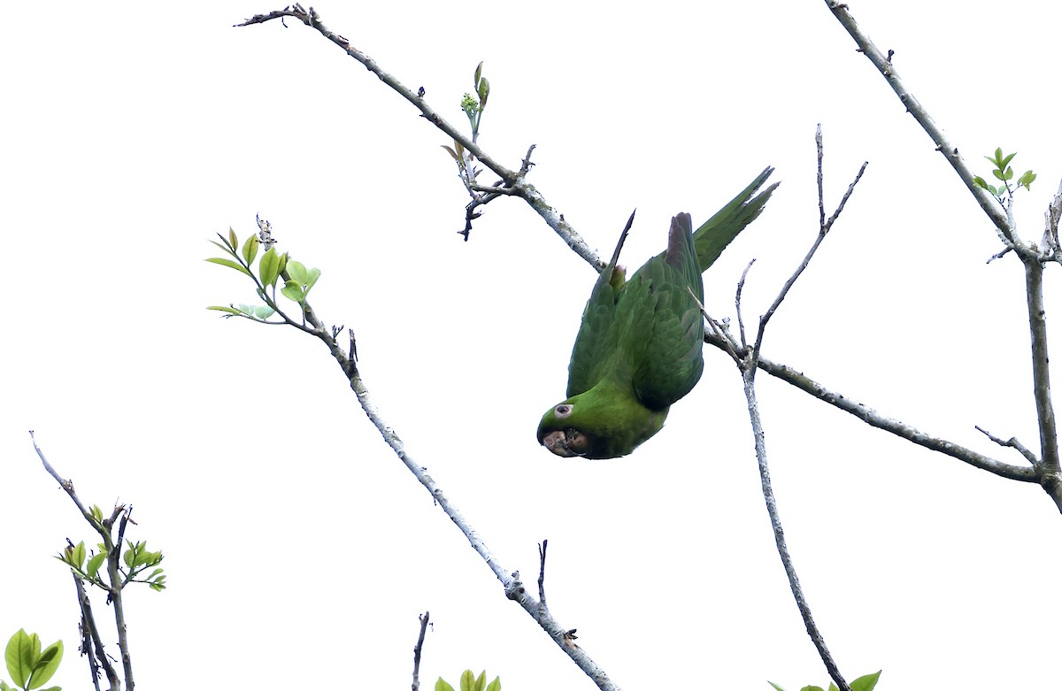 Green Parakeet - ML455026671