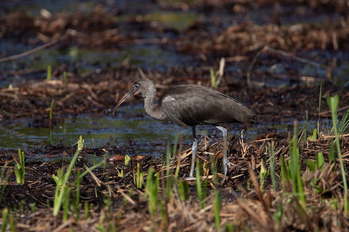 Glossy Ibis - ML455026811