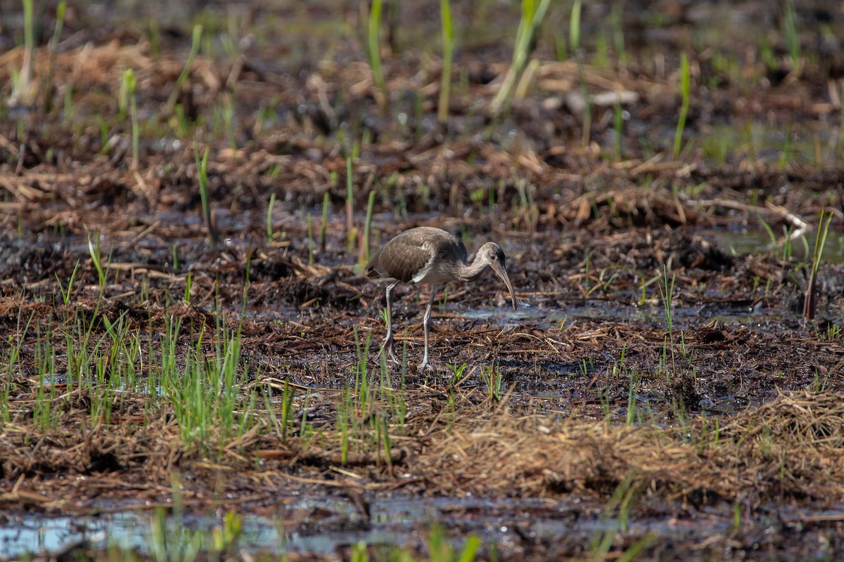 Glossy Ibis - ML455026831