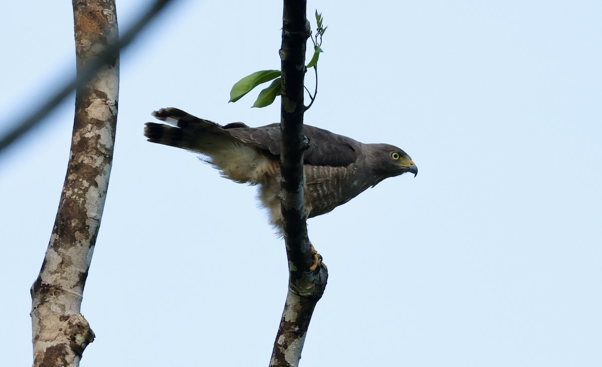 Roadside Hawk - ML455026851