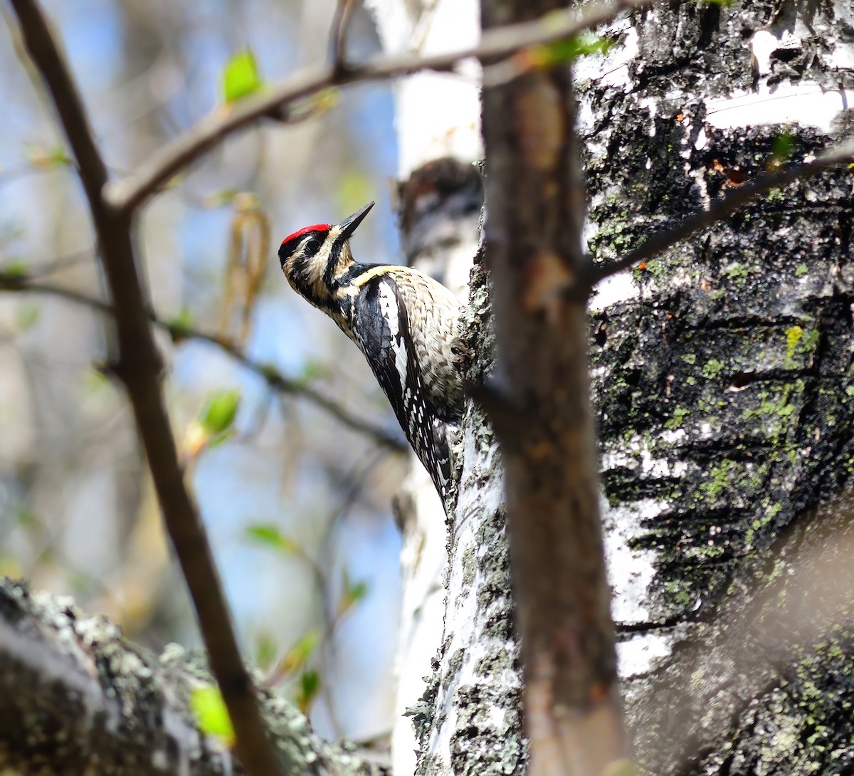 Yellow-bellied Sapsucker - ML455027591