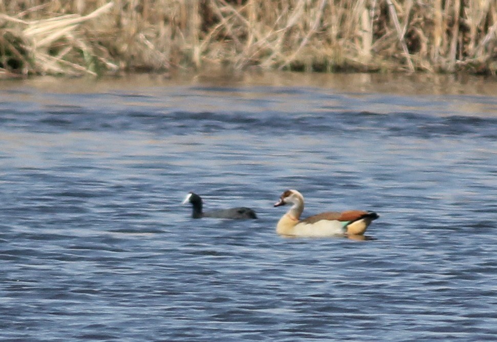 Egyptian Goose - ML45502931