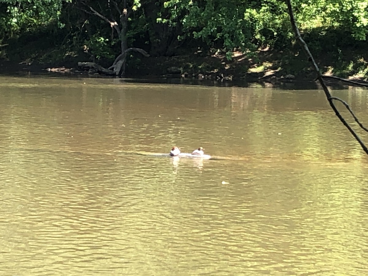 Büyük Tarakdiş - ML455031331