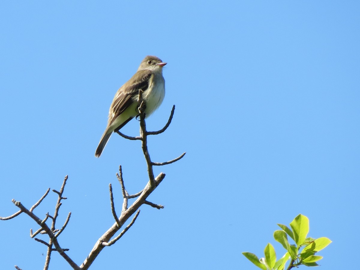 Willow Flycatcher - ML455031441