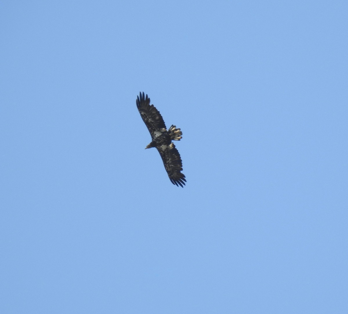 Bald Eagle - ML455032771