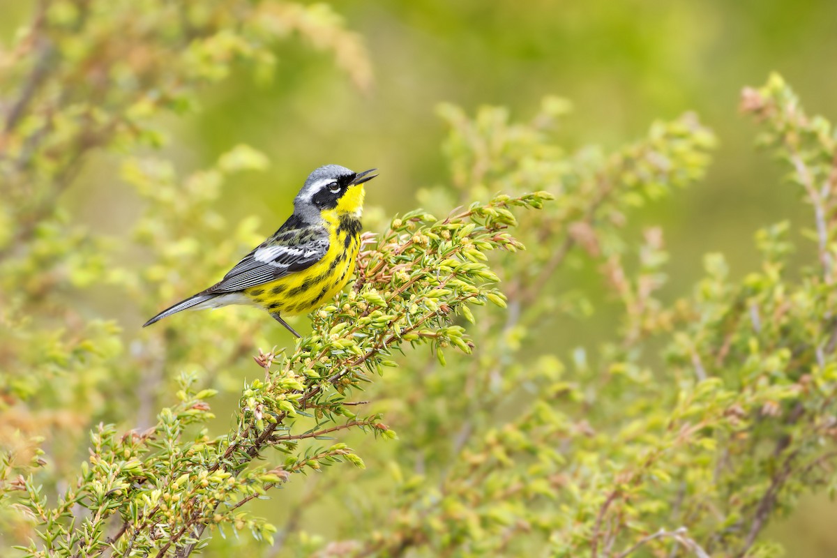 Magnolia Warbler - ML455032811