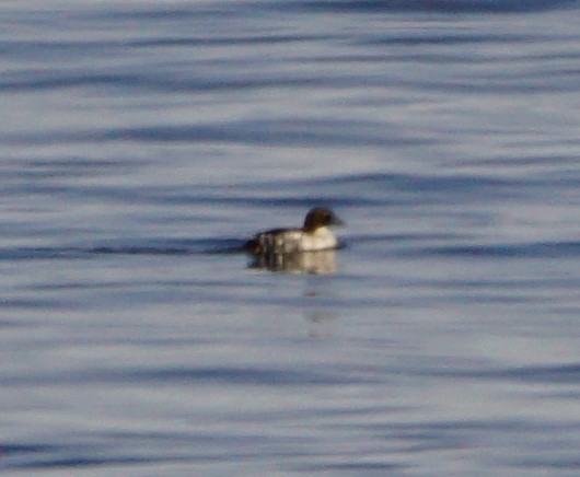 Common Goldeneye - ML45503521