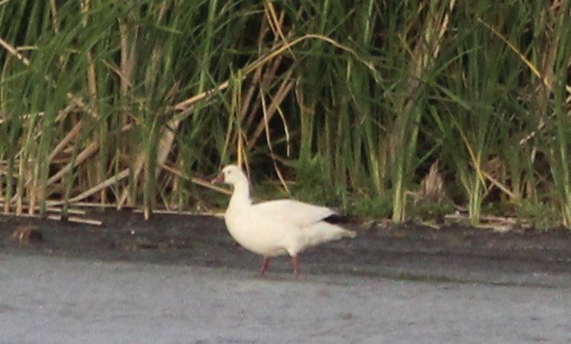 Ross's Goose - ML455035601