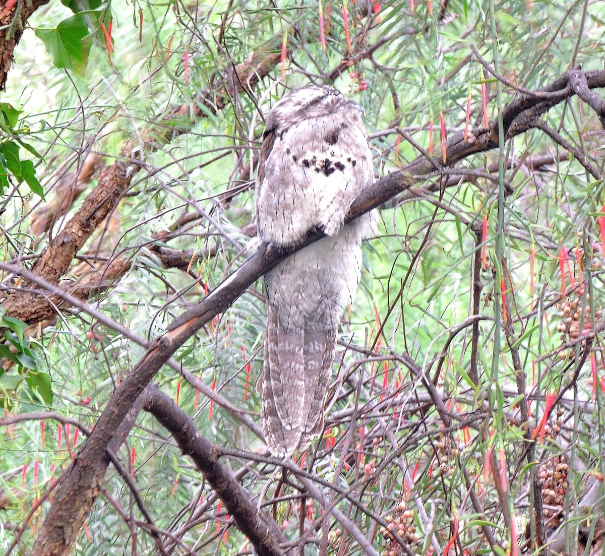 Common Potoo - ML455036851