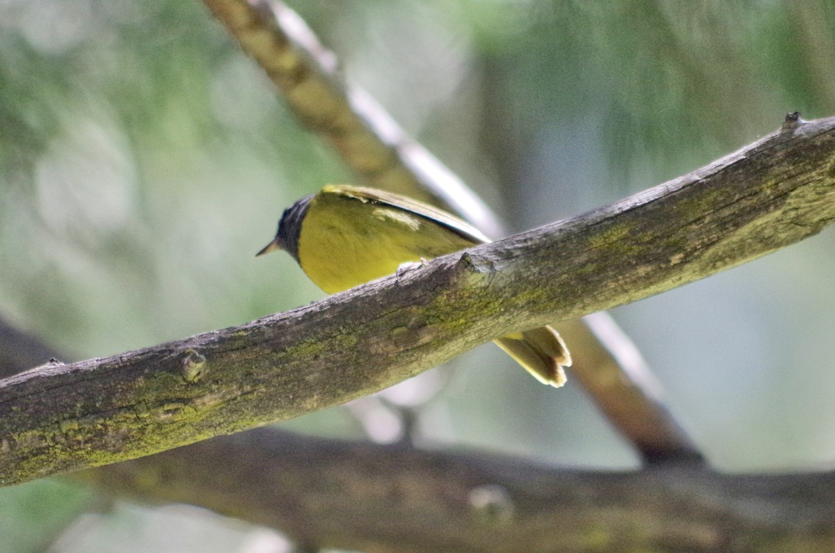 MacGillivray's Warbler - Zihan Wei