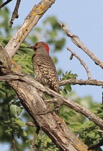 Carpintero Escapulario - ML455037401