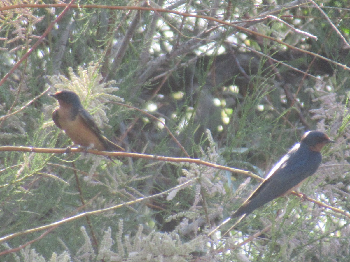 Barn Swallow - Felice  Lyons