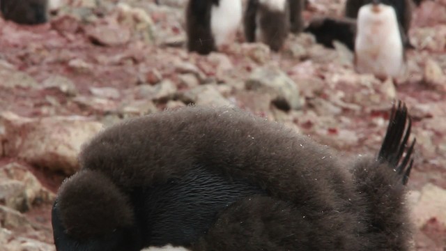 Adelie Penguin - ML455038