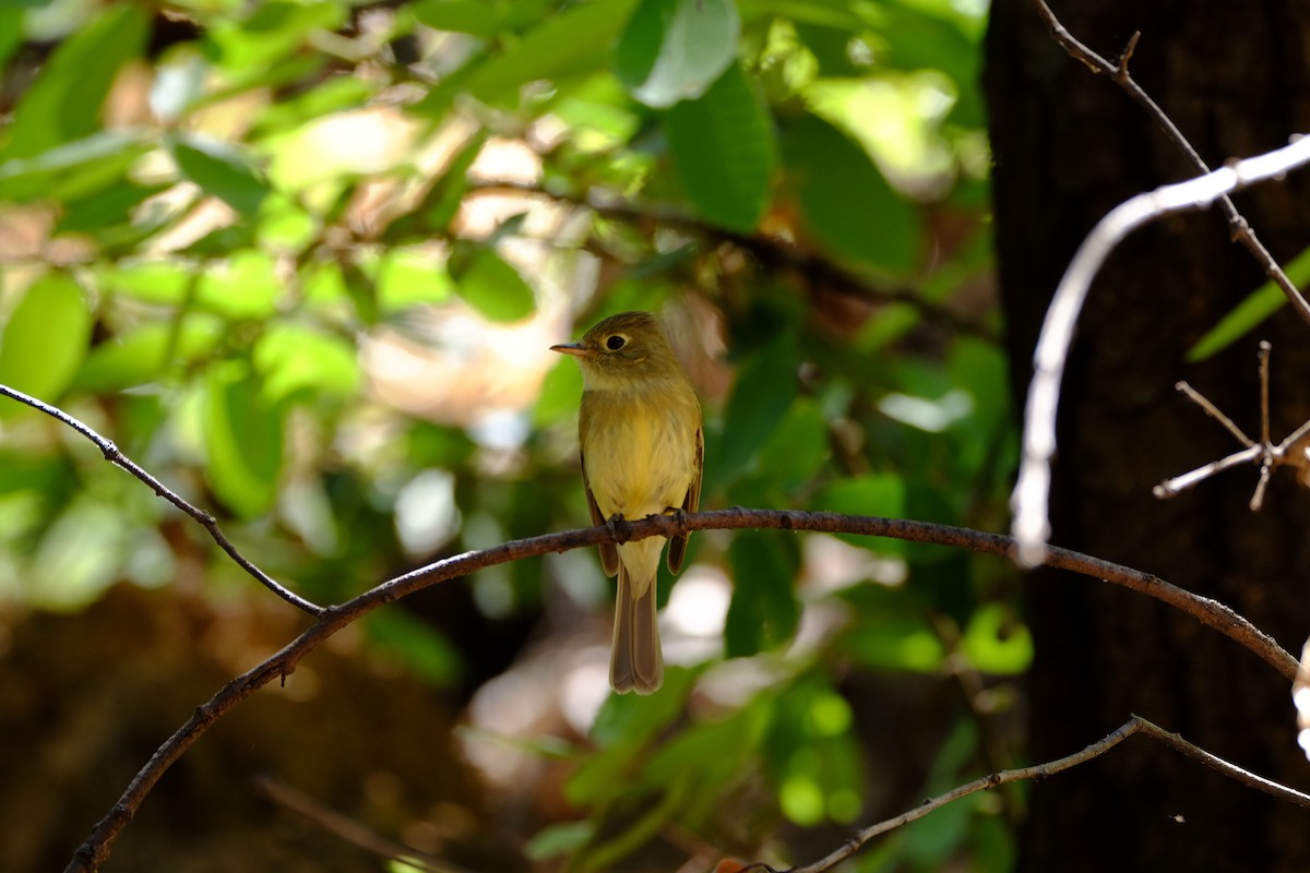 Western Flycatcher (Pacific-slope) - Loretta Matty