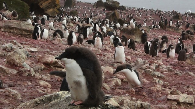 Adelie Penguin - ML455039