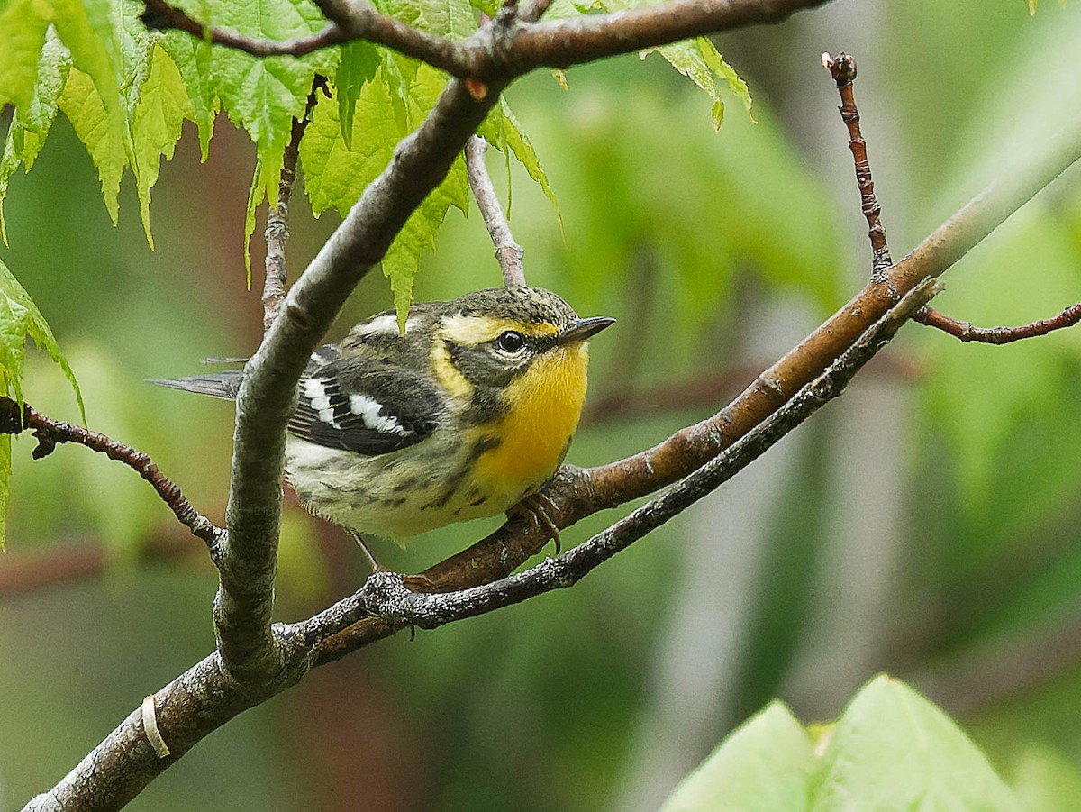 Blackburnian Warbler - ML455039001