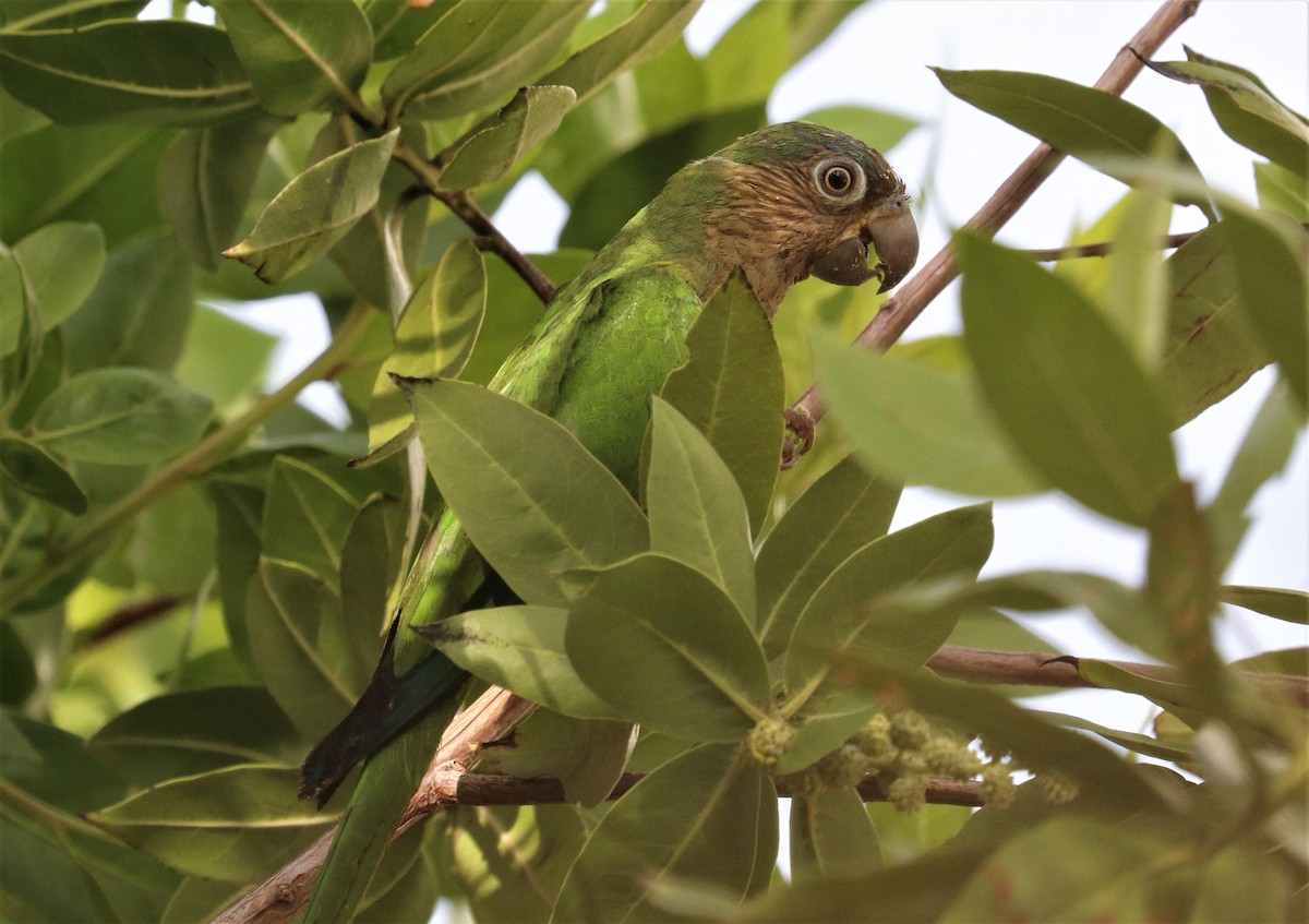 Brown-throated Parakeet - ML455039061