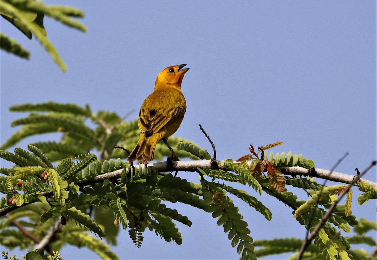 Saffron Finch - ML455039231