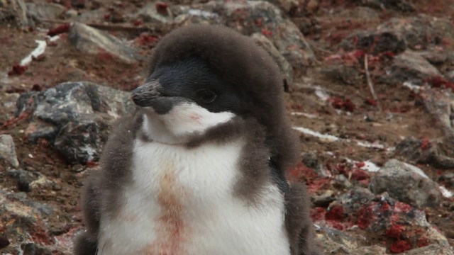 Adelie Penguin - ML455040