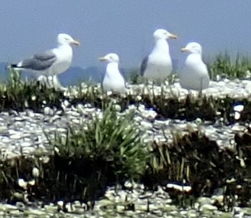 Goéland argenté - ML455040021