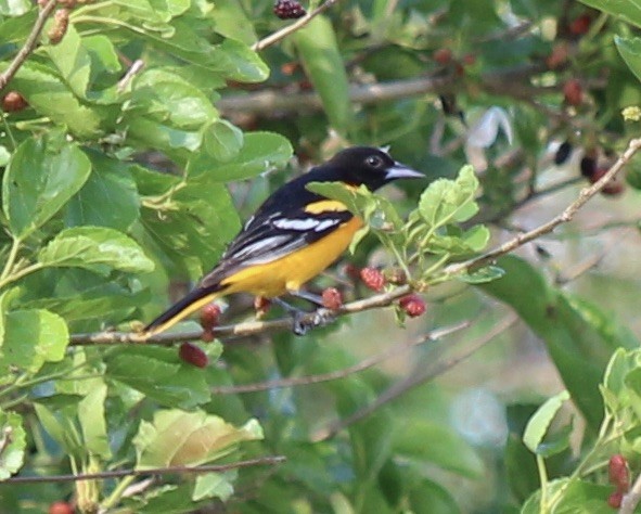 Baltimore Oriole - ML455040871