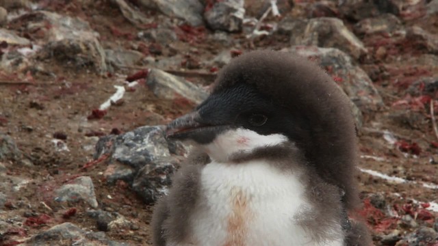 Adelie Penguin - ML455041