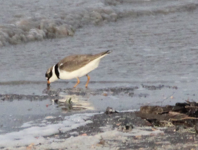 Semipalmated Plover - ML455041711