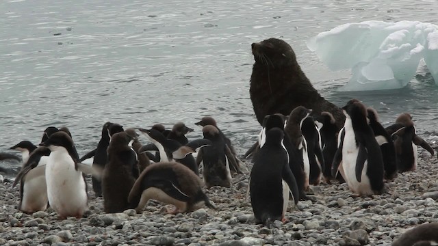 Adelie Penguin - ML455042