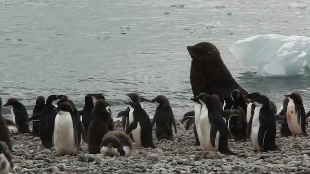 Adelie Penguin - ML455043