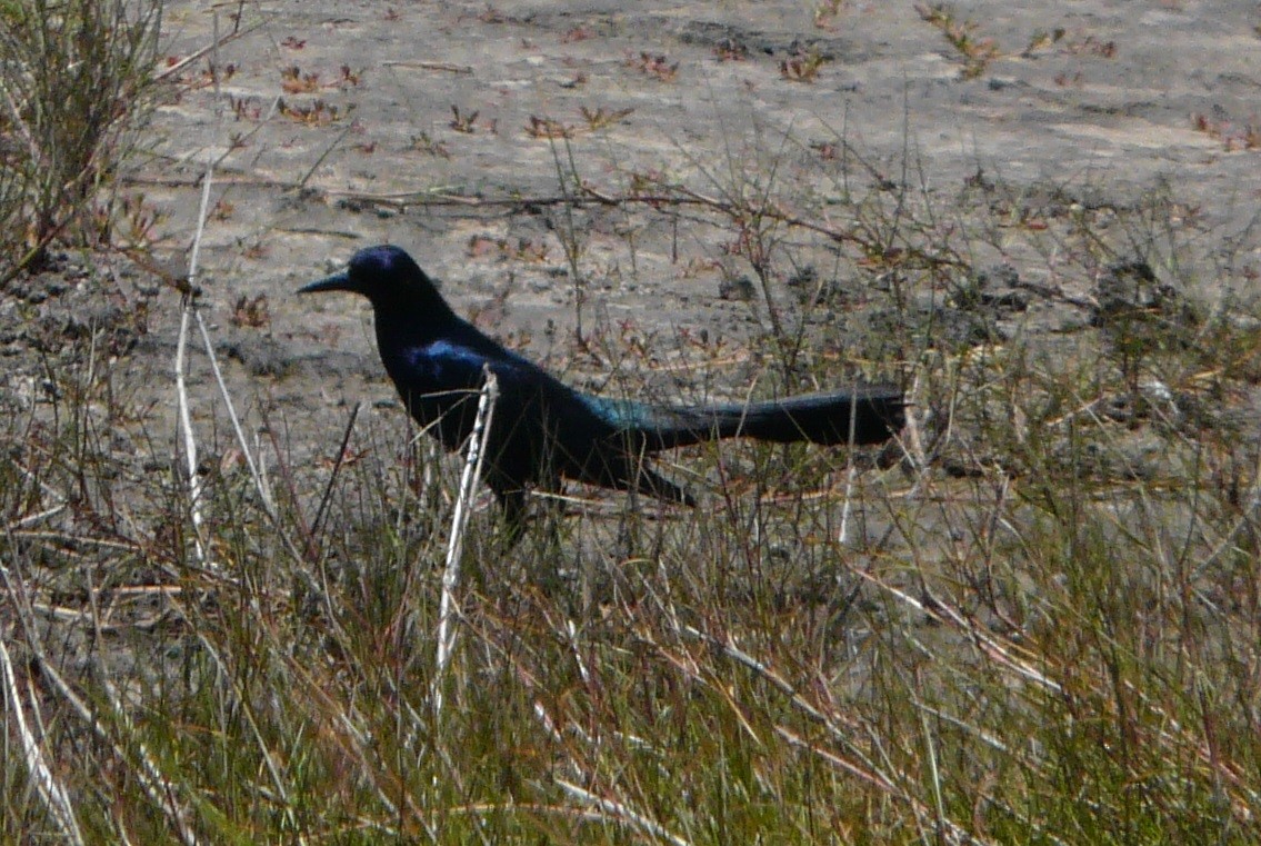 Boat-tailed Grackle (westoni) - ML455043461