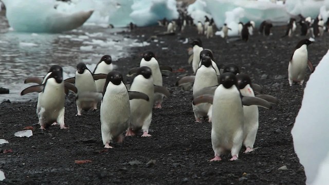 Adelie Penguin - ML455044