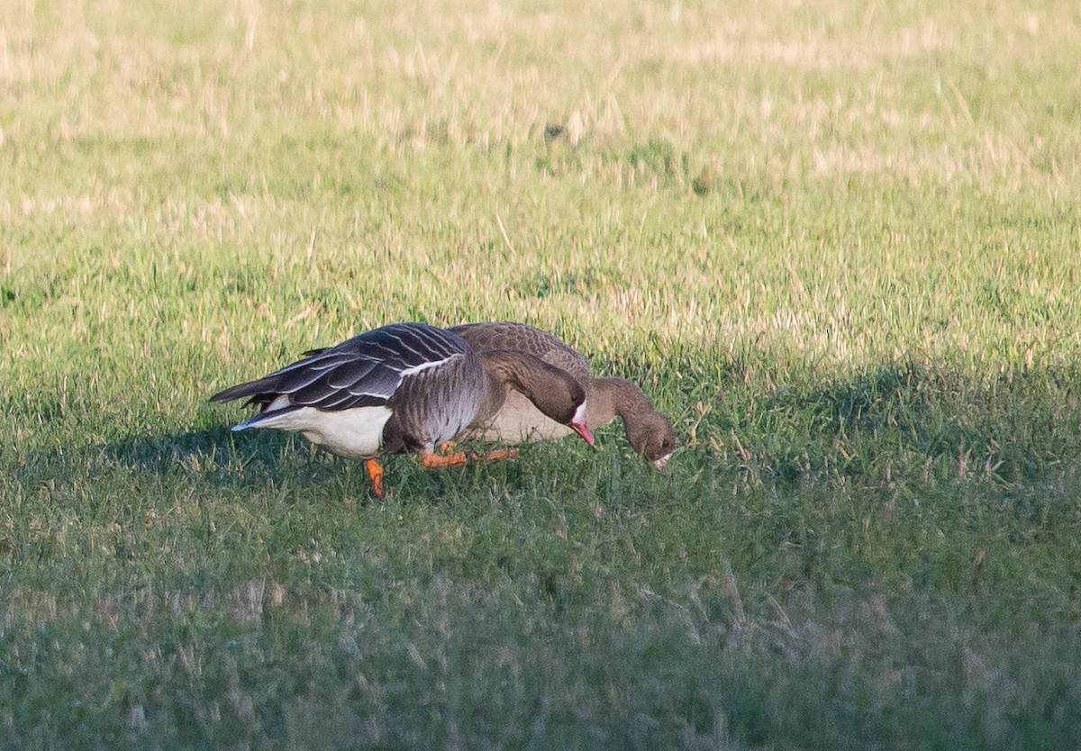 Greater White-fronted Goose - ML45504401