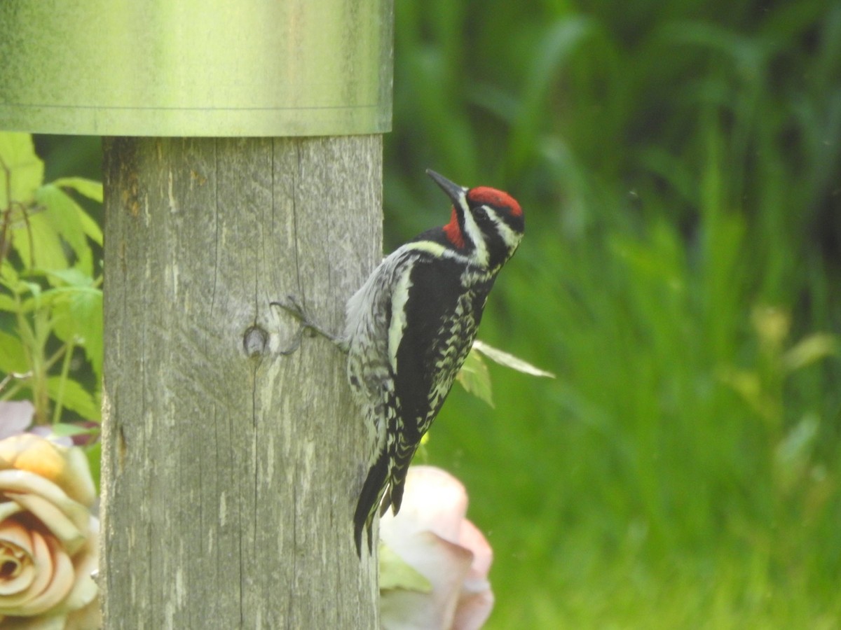 Yellow-bellied Sapsucker - ML455044531