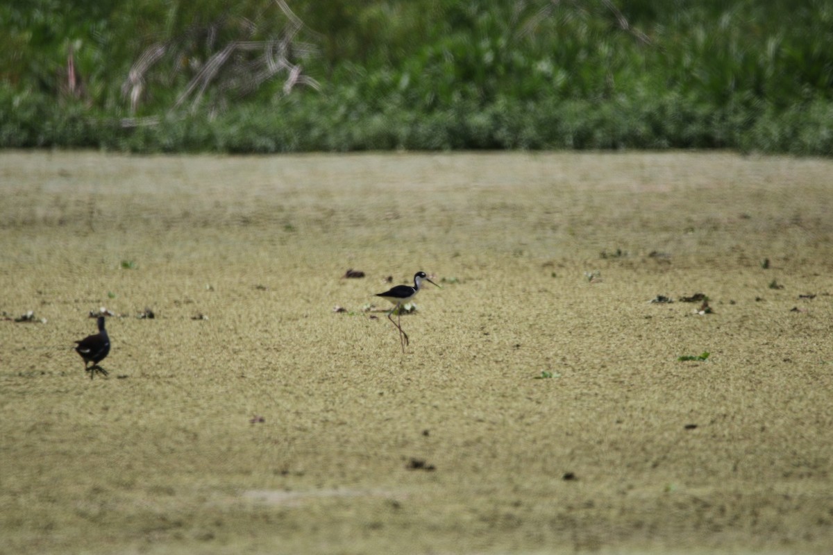 Black-necked Stilt - ML455044671