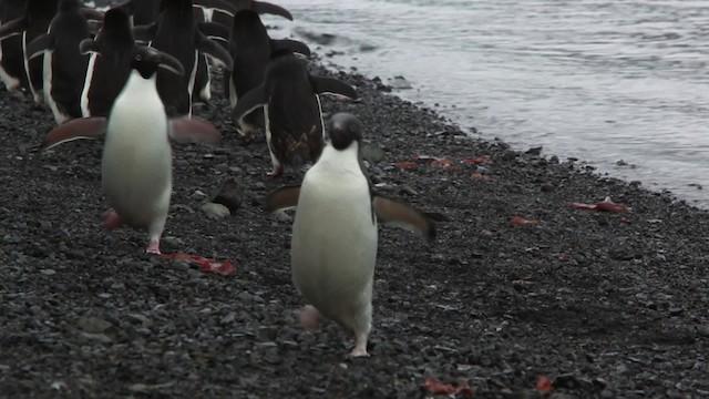 Adelie Penguin - ML455045