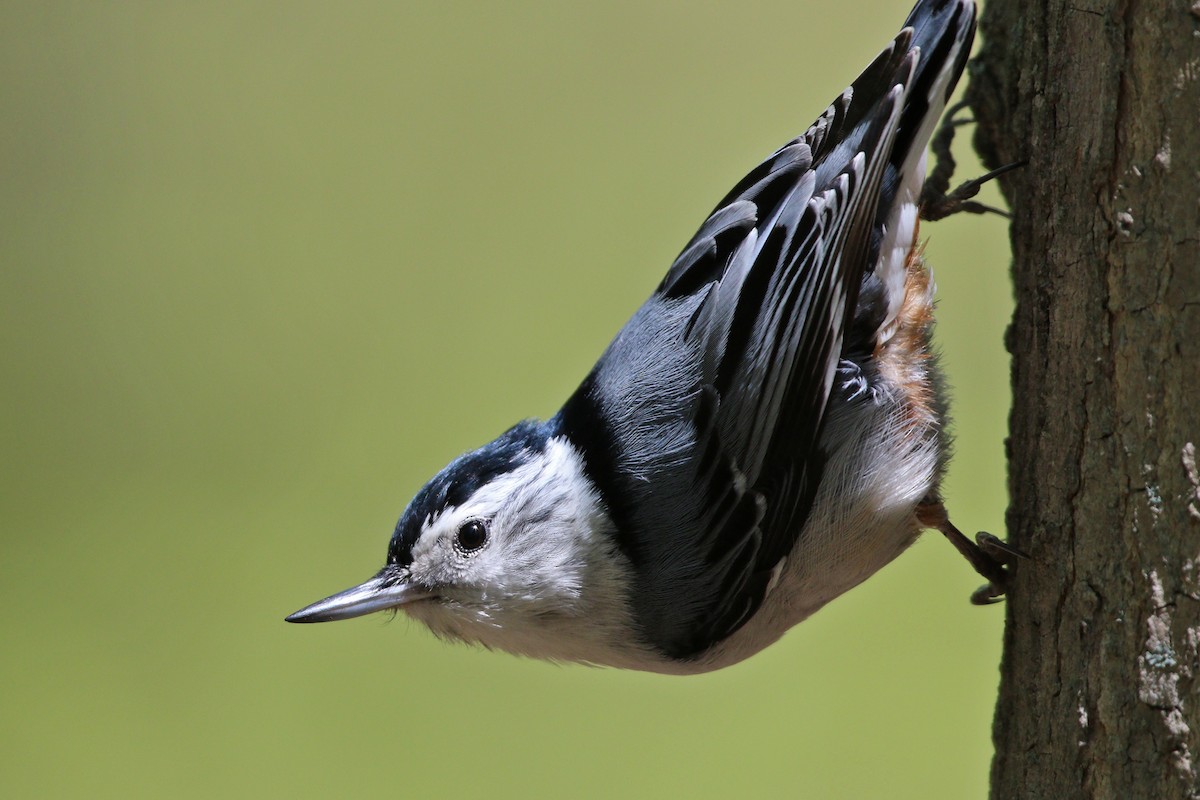White-breasted Nuthatch - ML455045441