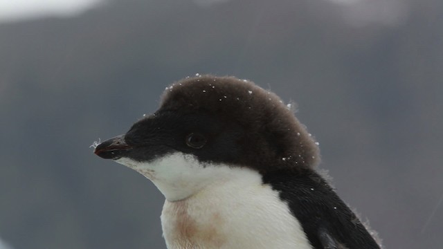 Adelie Penguin - ML455046