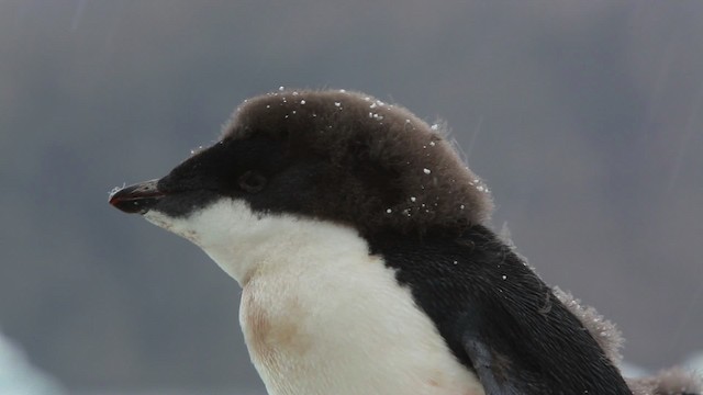 Adelie Penguin - ML455047