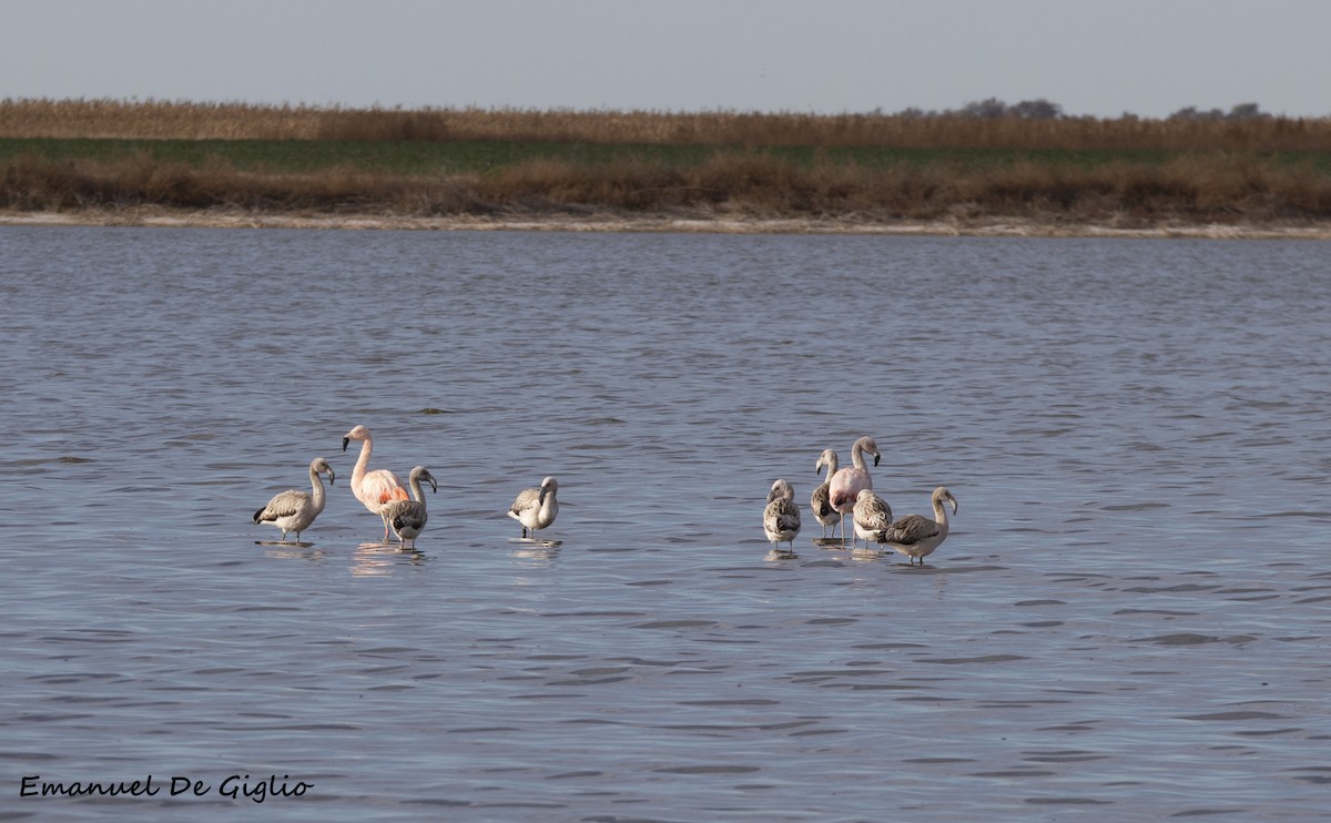 Chilean Flamingo - ML455047781