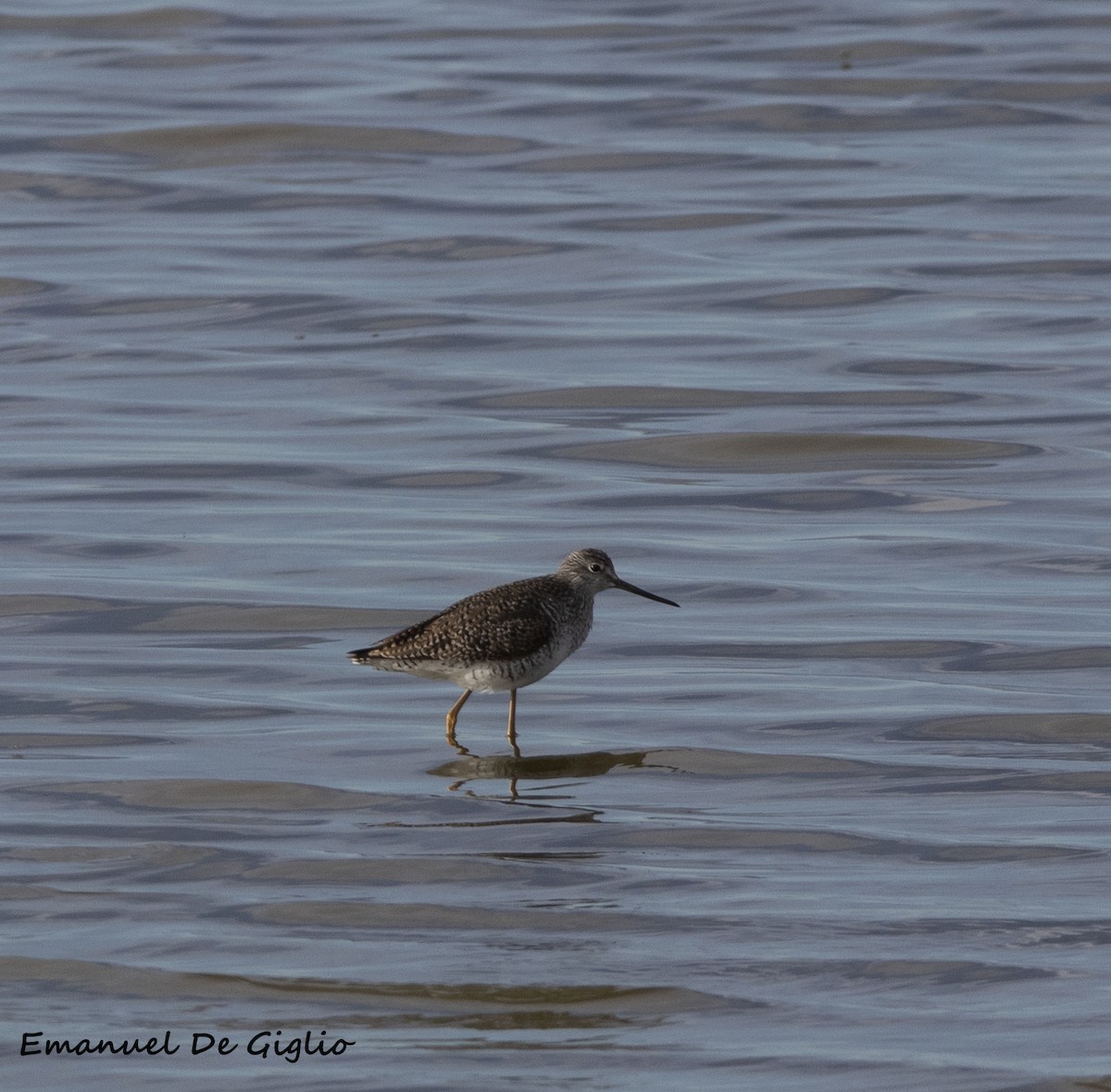 Greater Yellowlegs - ML455047921