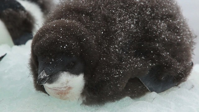 Adelie Penguin - ML455048