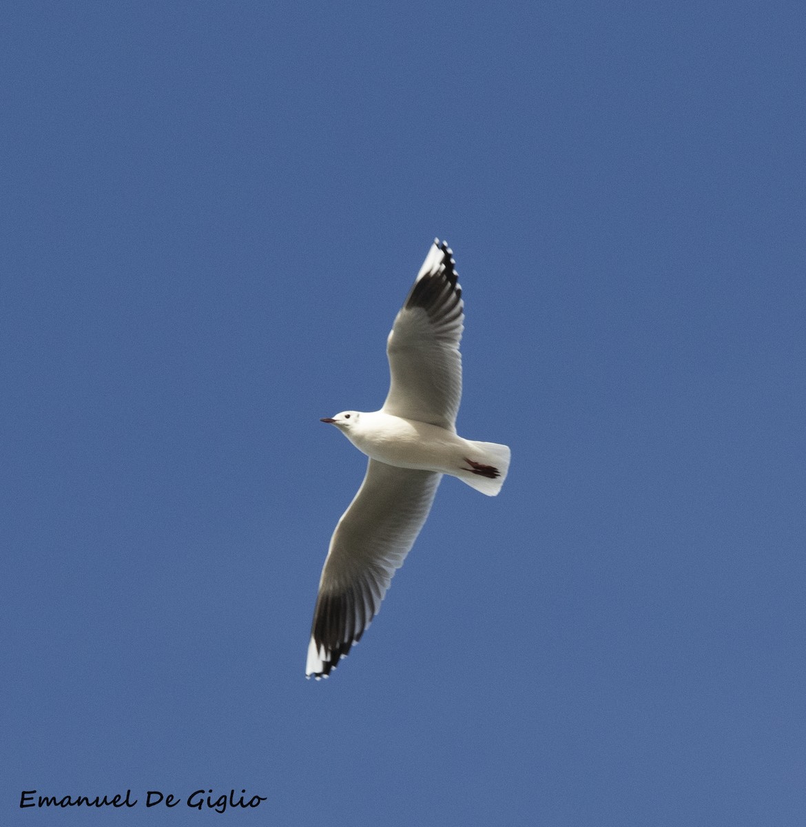 Brown-hooded Gull - ML455048061